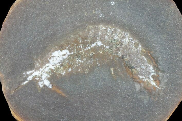 Fossil Syncarid Shrimp (Acanthotelson) Nodule Pos/Neg - Illinois #120957